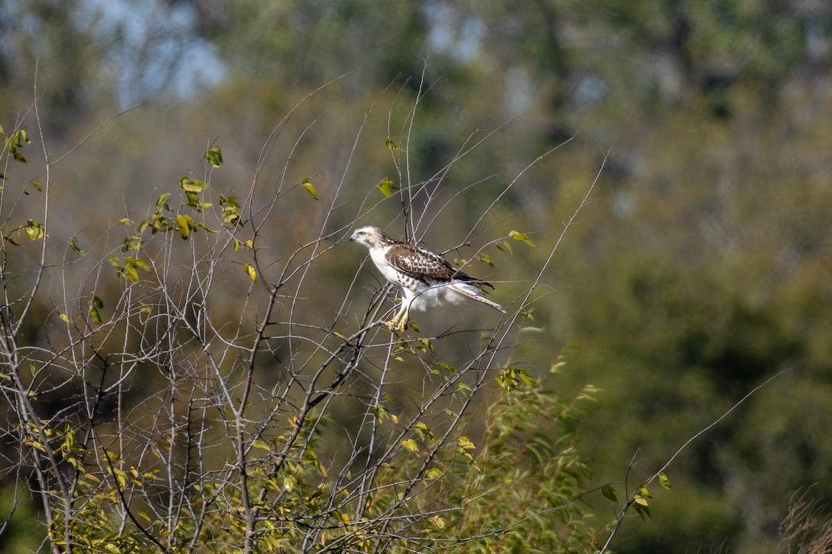 Red-tailed Hawk - ML644897533