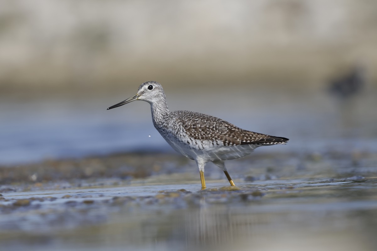 Greater Yellowlegs - ML644897586