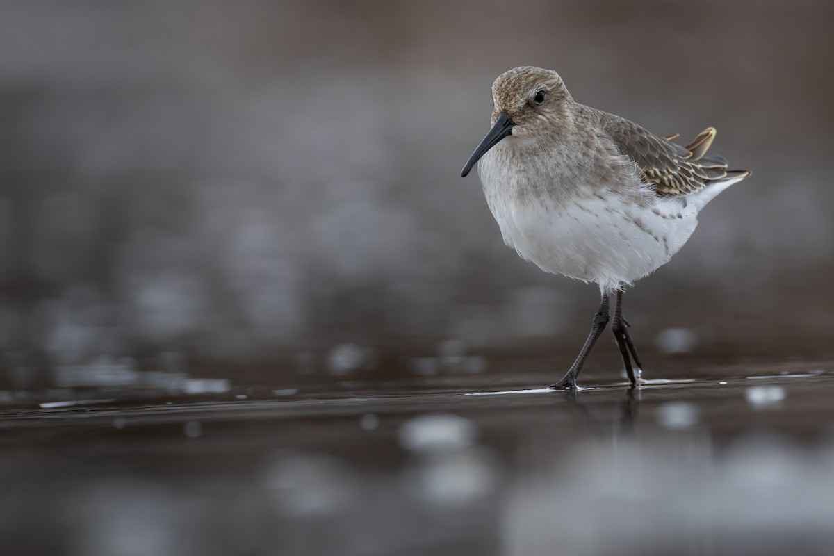 Dunlin - ML644897590