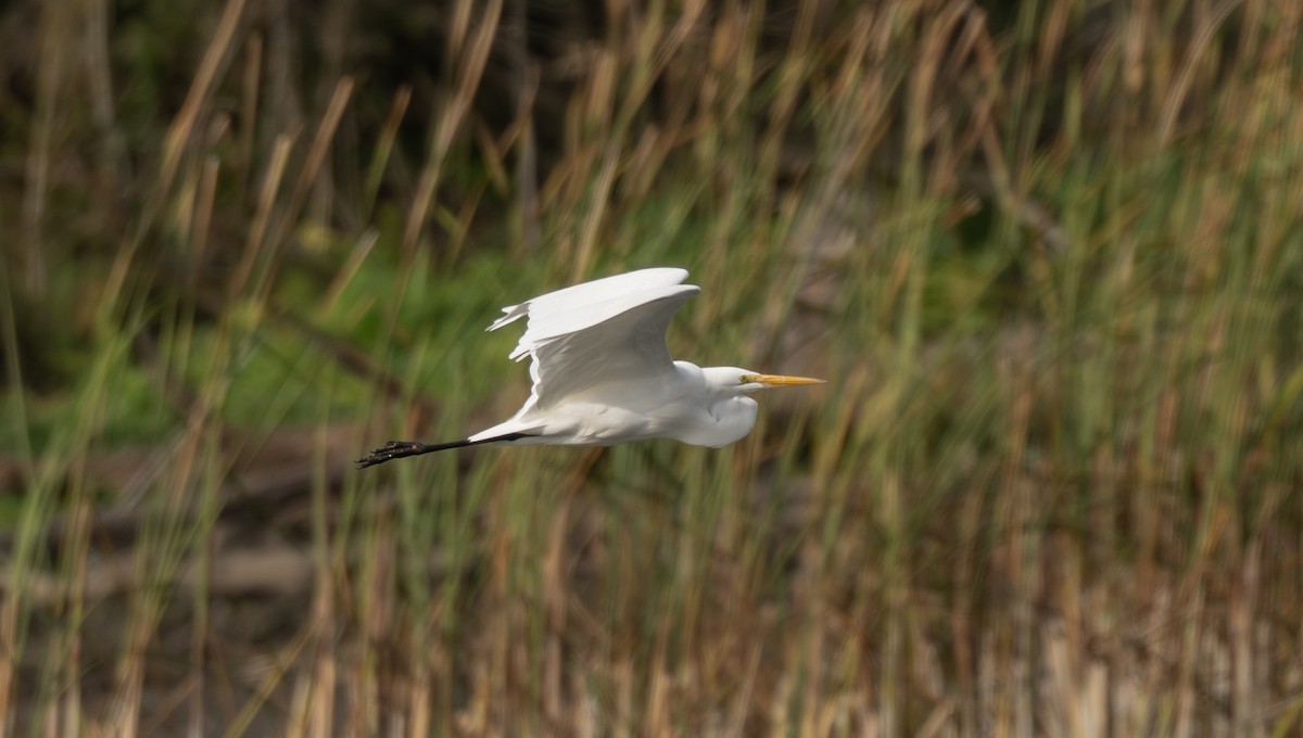 Garceta Grande - ML644897592