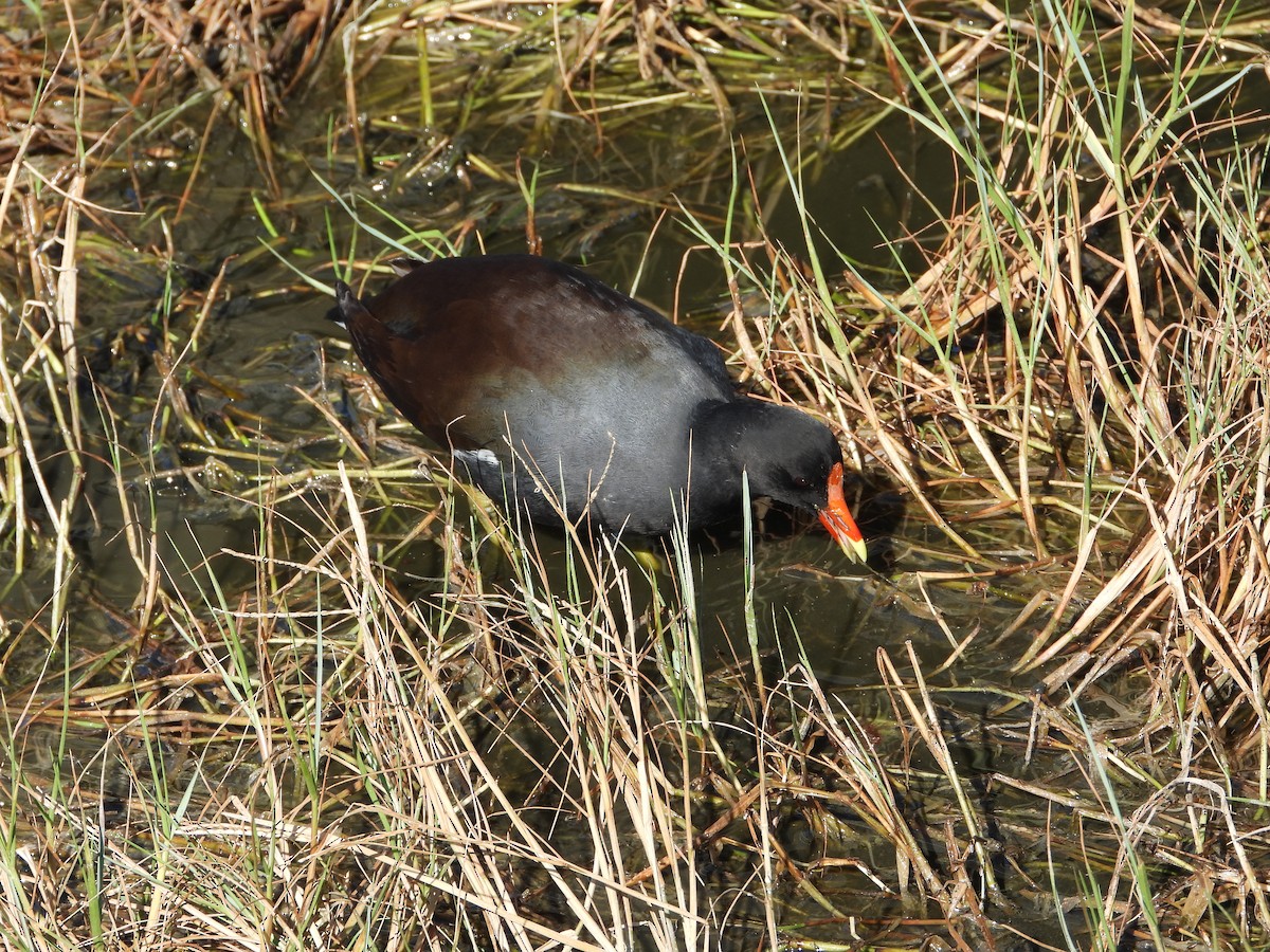 Amerika Sutavuğu - ML644897601