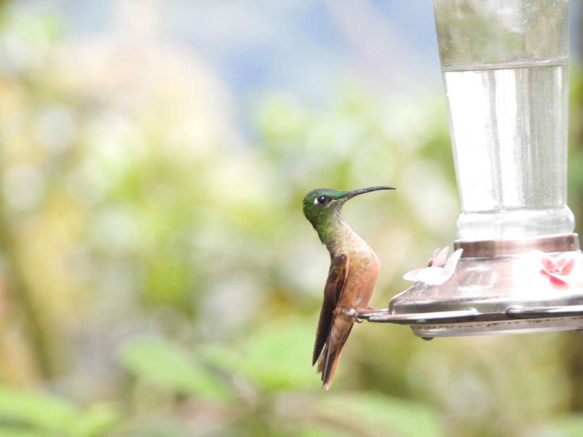 Fawn-breasted Brilliant - ML644897602