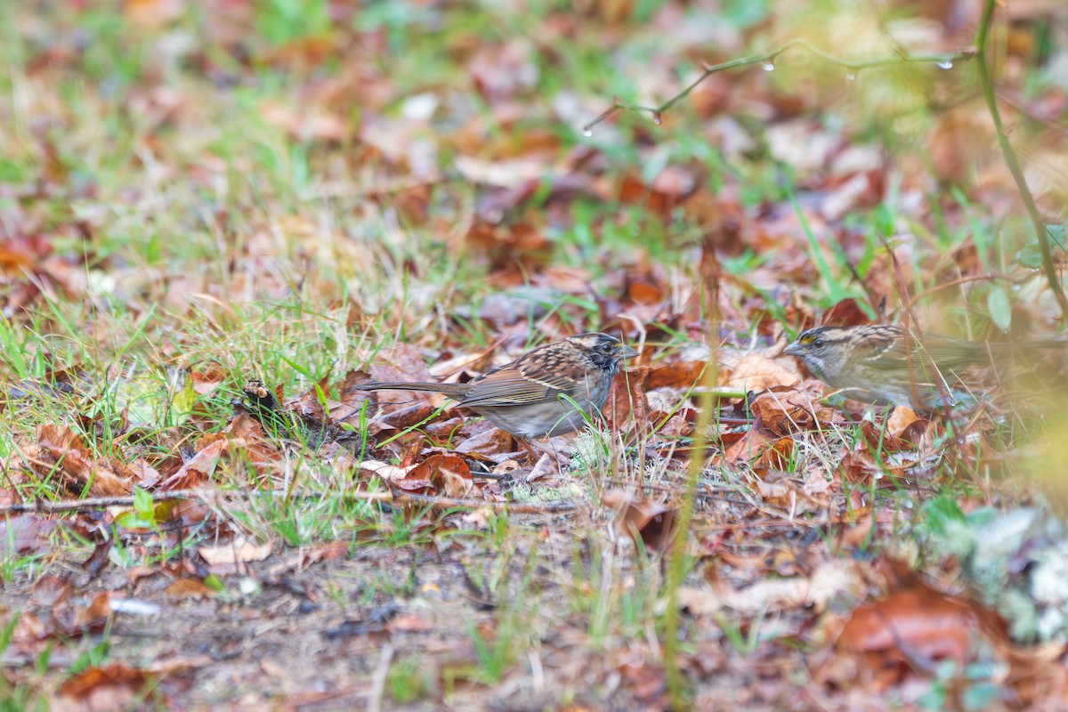 White-throated Sparrow - ML644897610