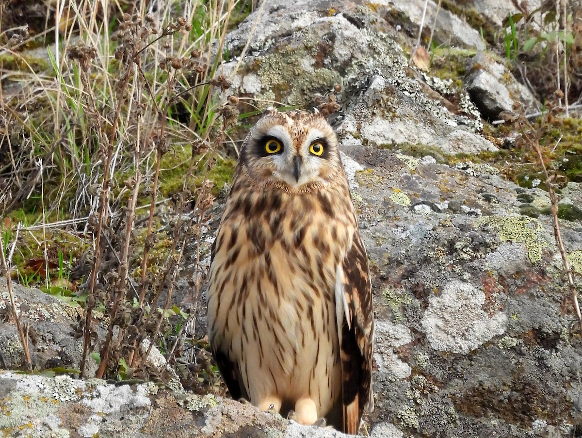 Zingira-hontza - ML644897611