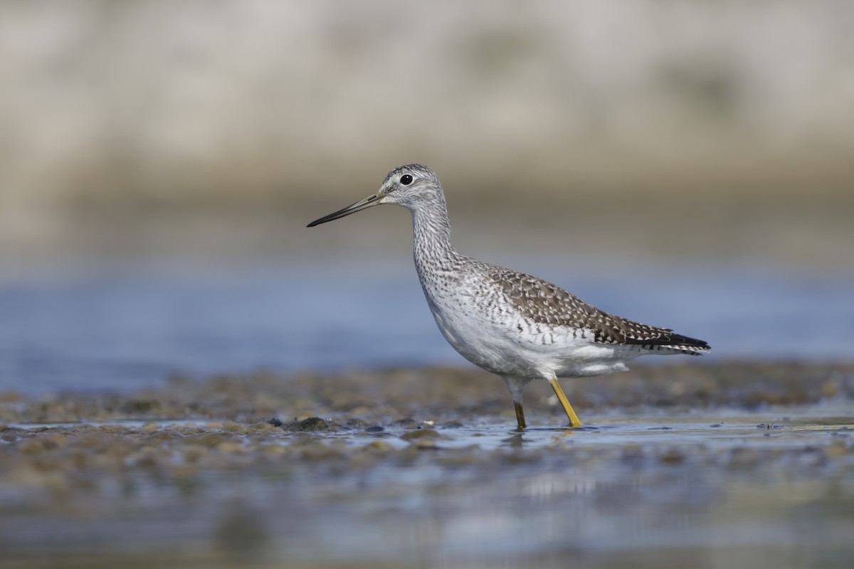 Greater Yellowlegs - ML644897622