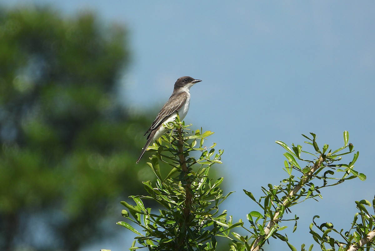 Tirano Oriental - ML644897633