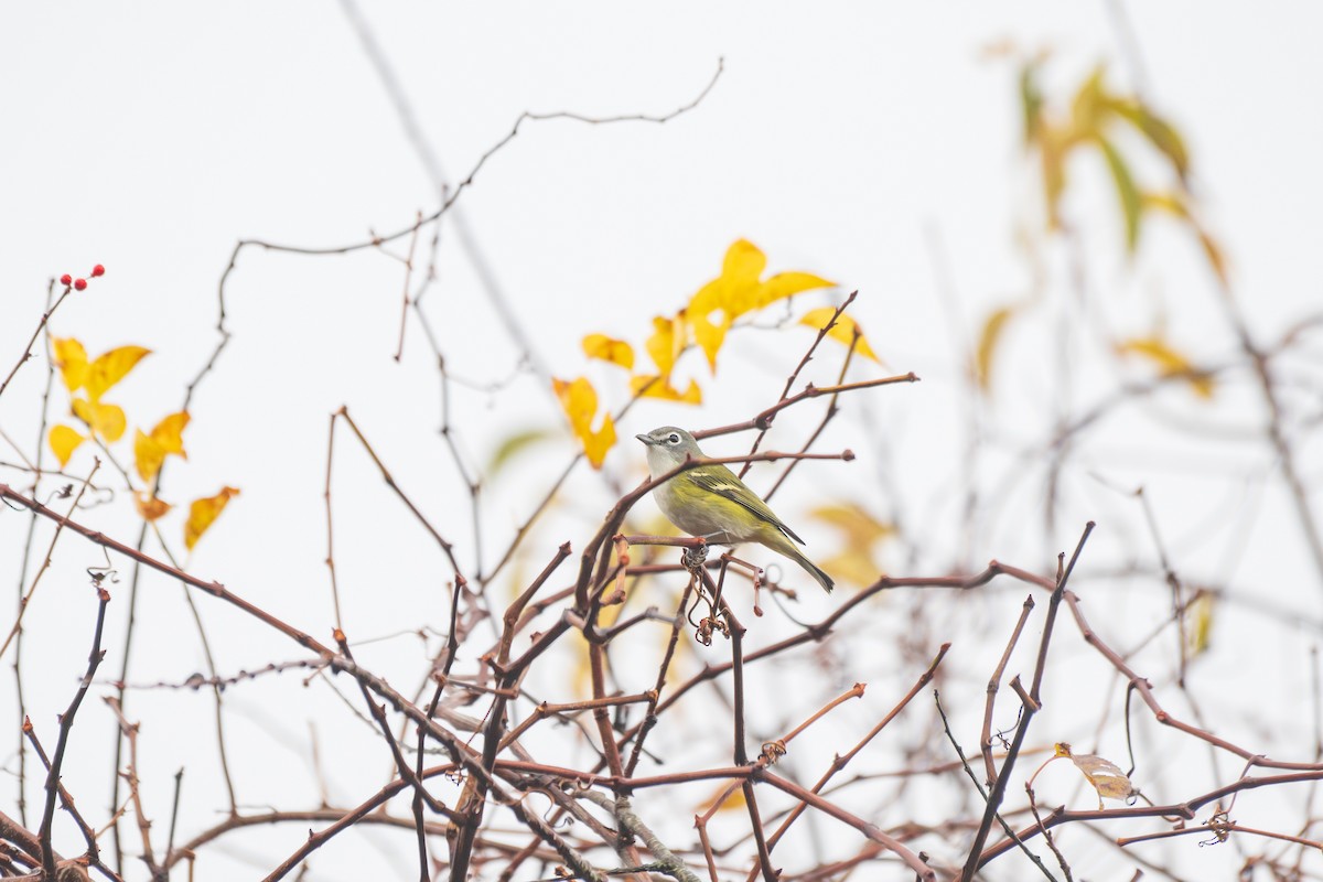 Blue-headed Vireo - ML644897634