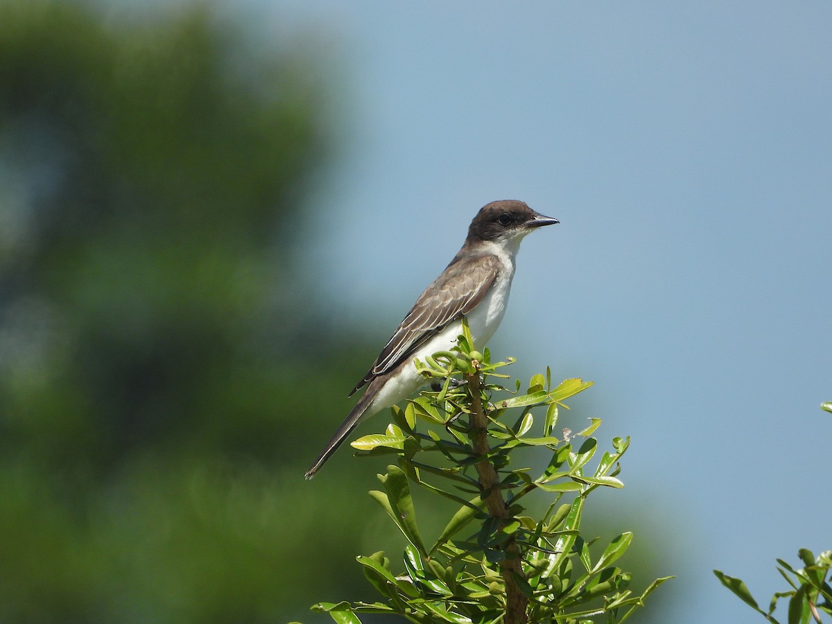 Tirano Oriental - ML644897635