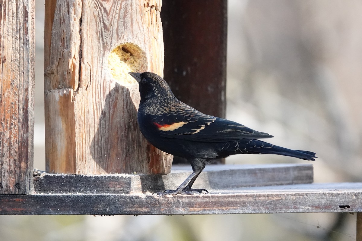 Красноплечий трупиал - ML644897639