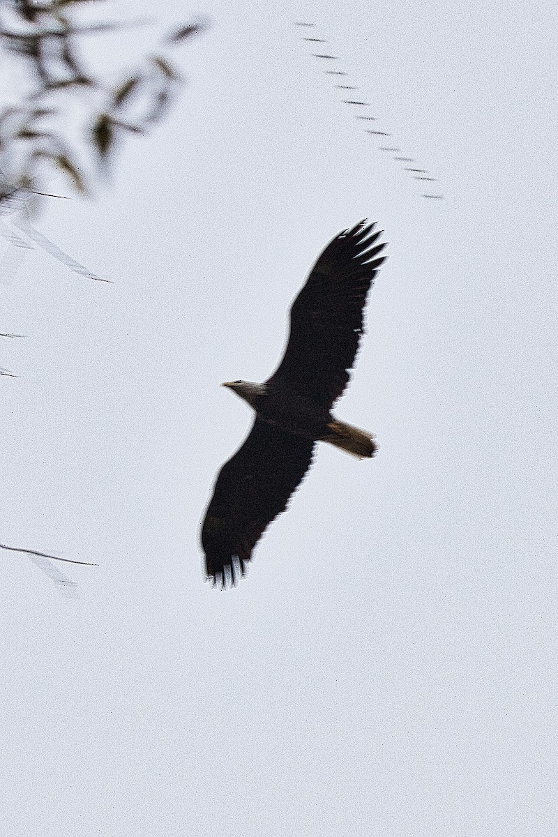 Bald Eagle - ML644897640