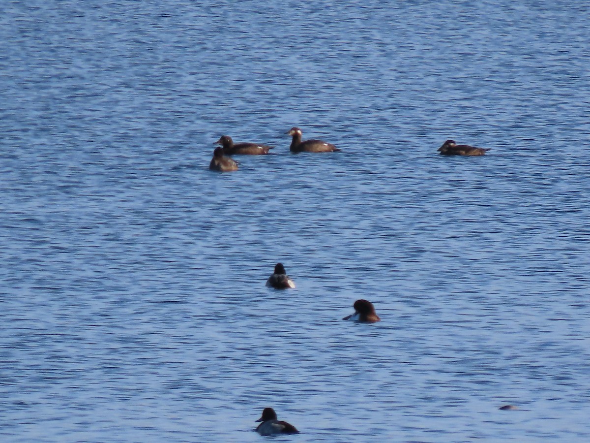 White-winged Scoter - ML644897643