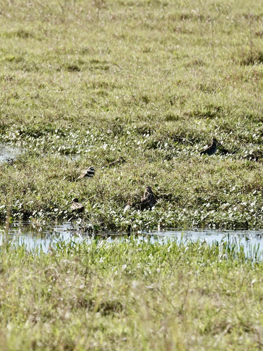 Wilson's Snipe - ML644897653