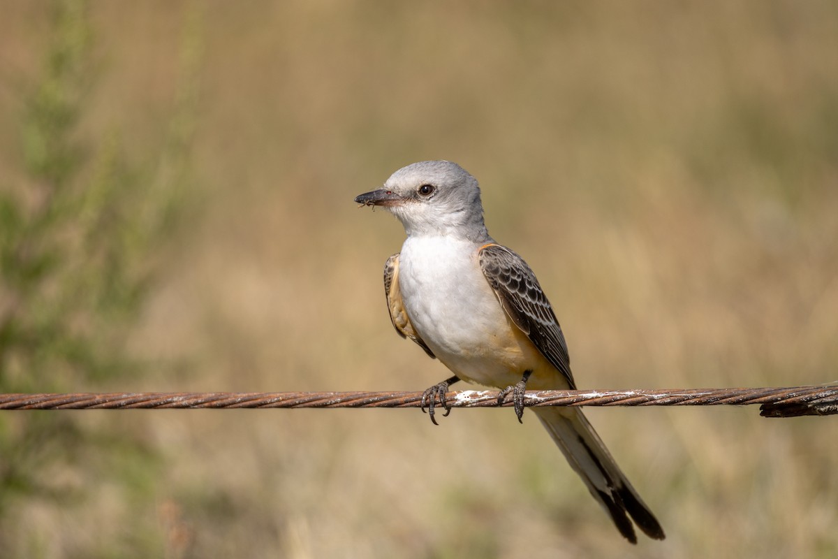 Scissor-tailed Flycatcher - ML644897666