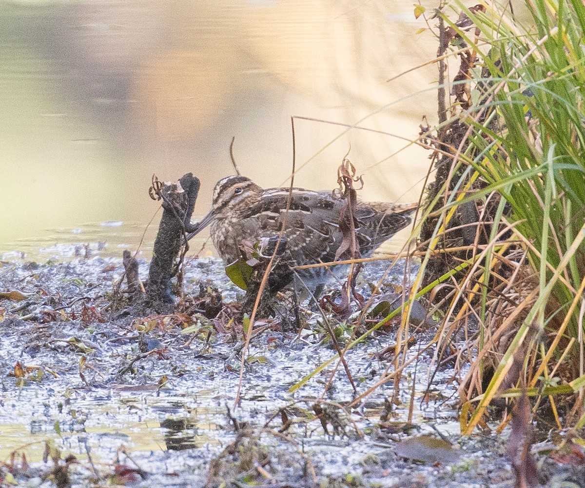 Wilson's Snipe - ML644897672