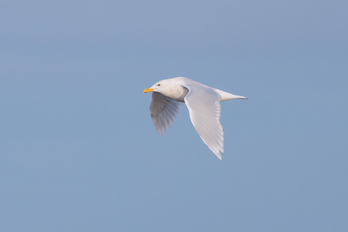 Ipar-kaioa - ML644897694