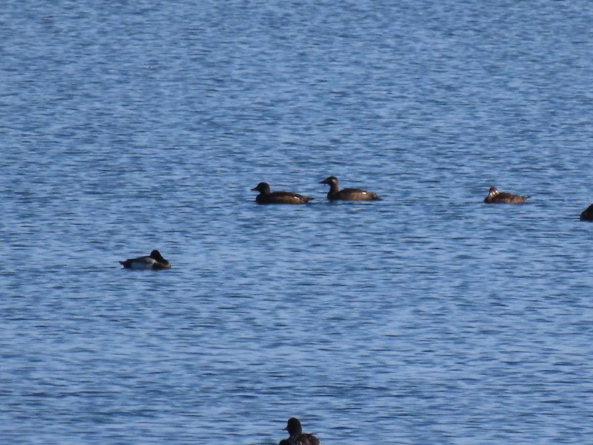 White-winged Scoter - ML644897696