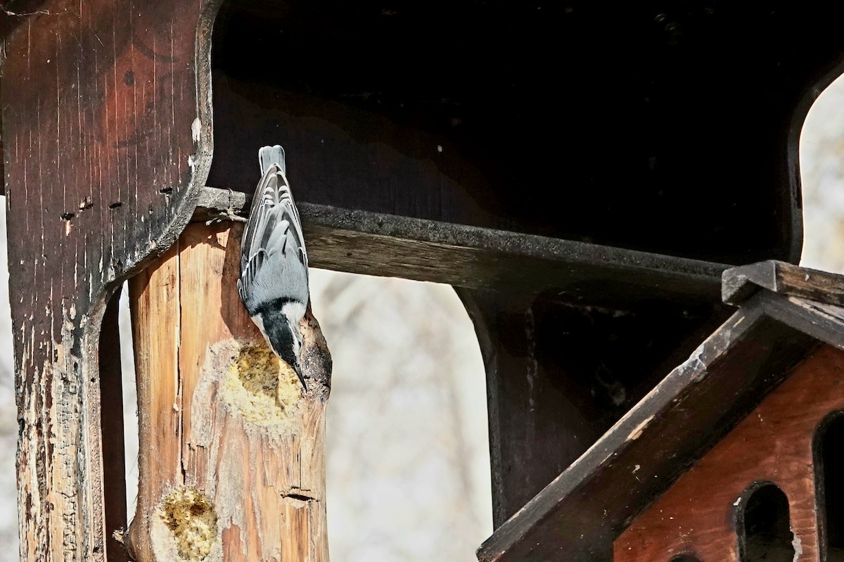 Weißbrustkleiber - ML644897697