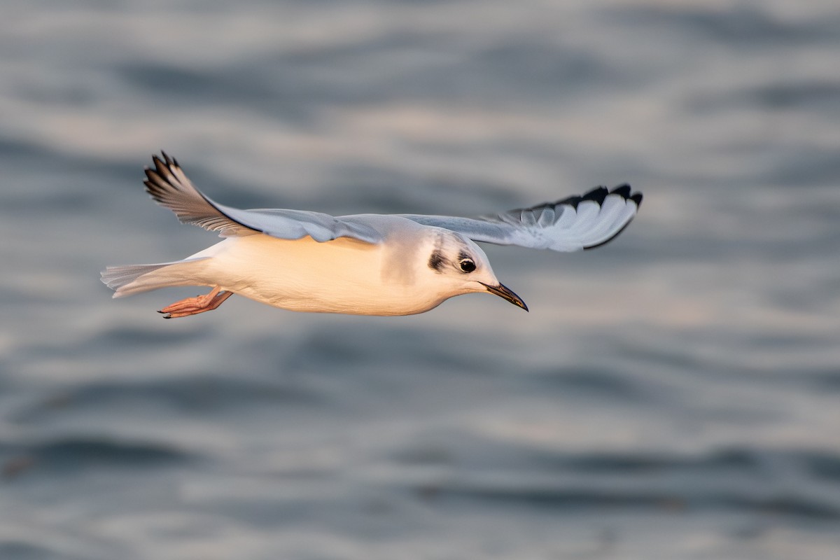 Bonaparte's Gull - ML644897698