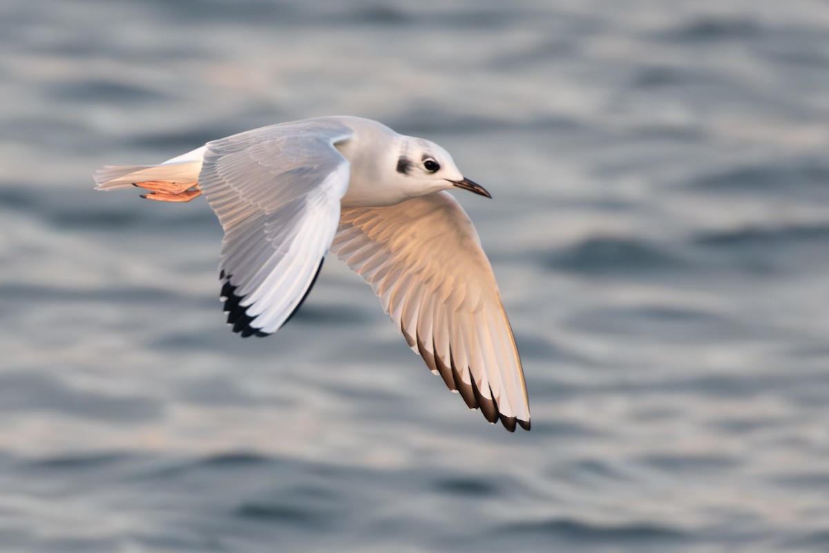 Bonaparte's Gull - ML644897699