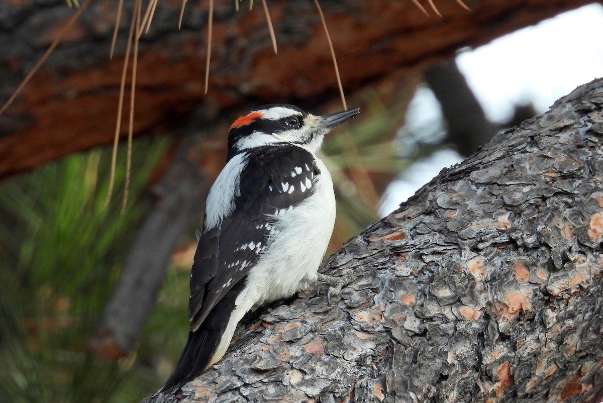 Hairy Woodpecker - ML644897708