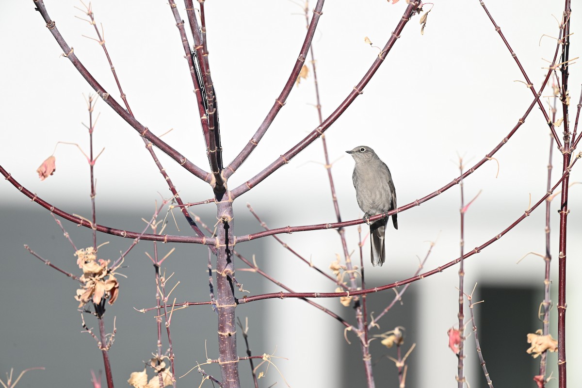 Townsend's Solitaire - ML644897722