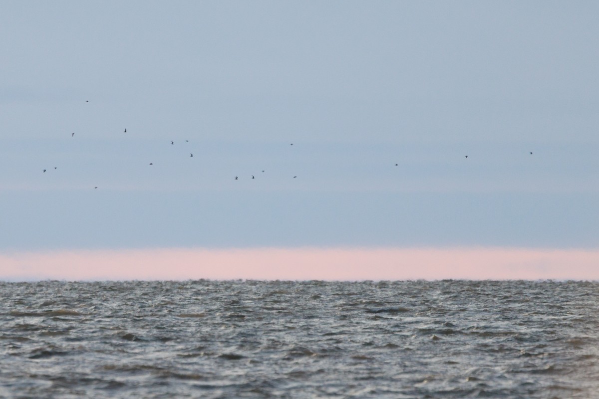 Antxeta arrosa - ML644897733