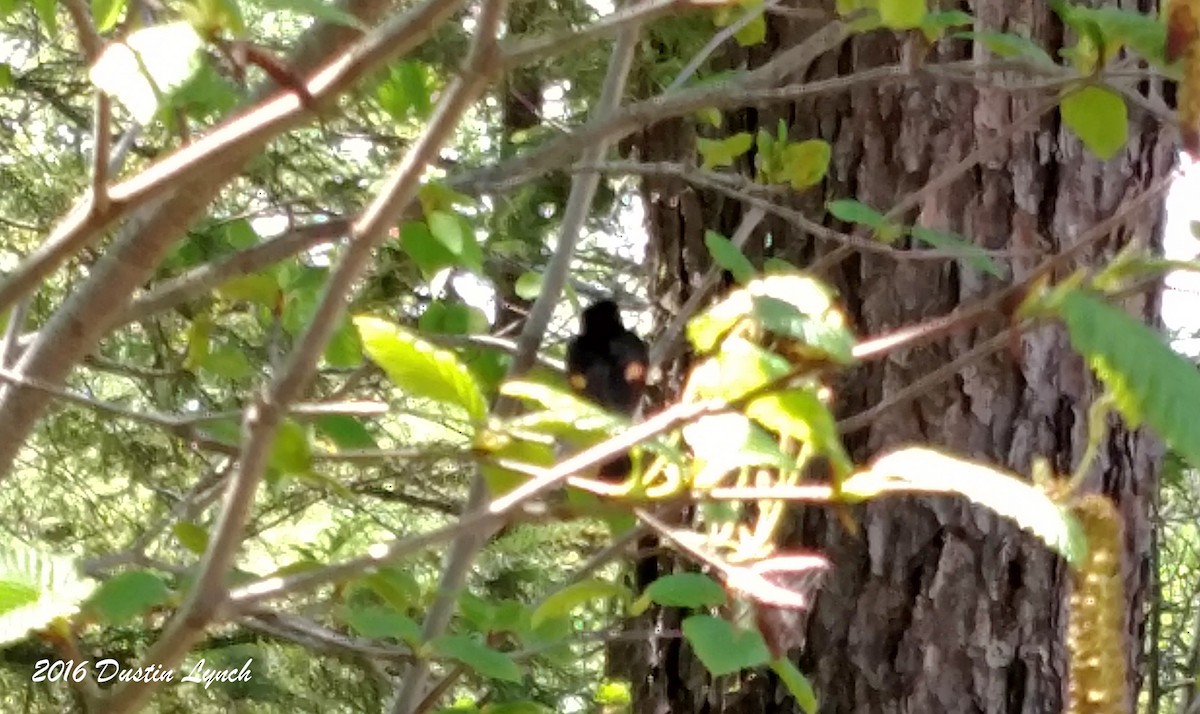 Горихвостковая древесница - ML644897741