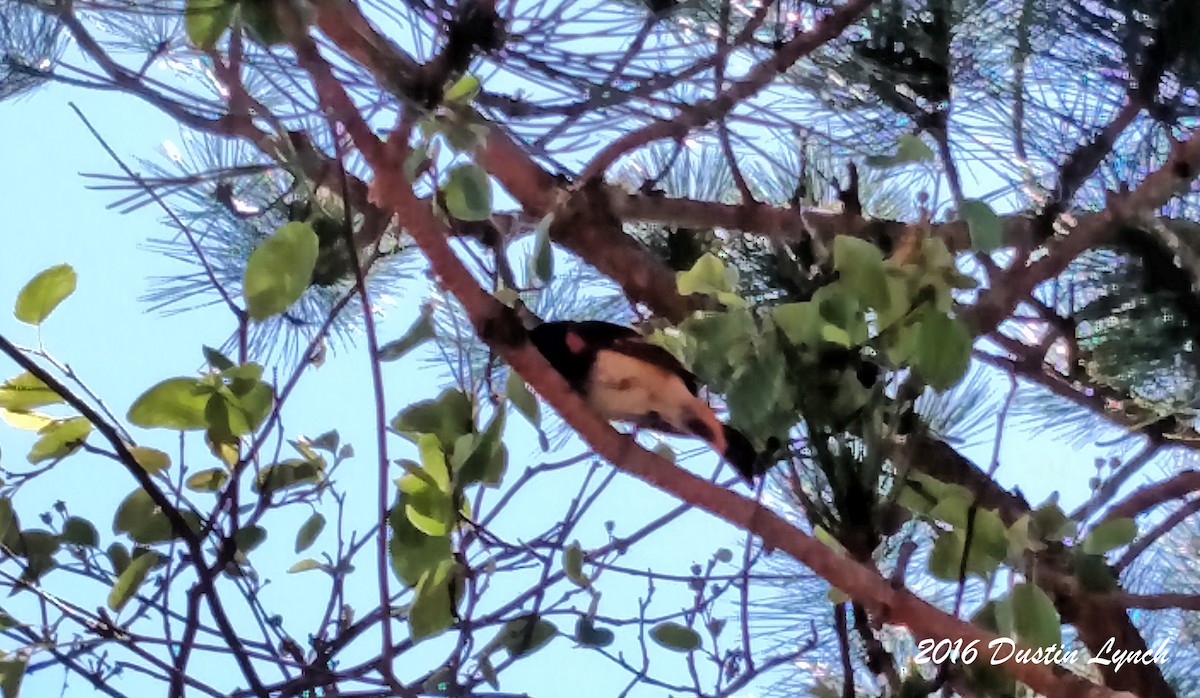 Горихвостковая древесница - ML644897742