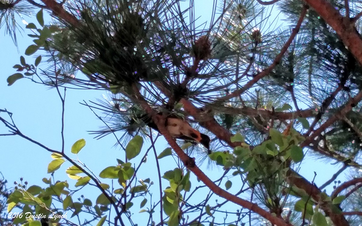 Горихвостковая древесница - ML644897743