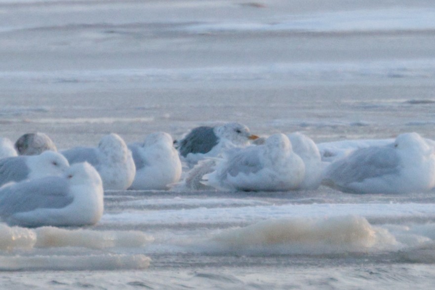 Vega Gull - ML644897749