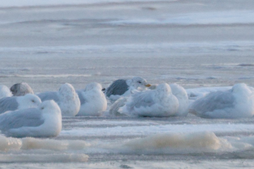 Vega Gull - ML644897750