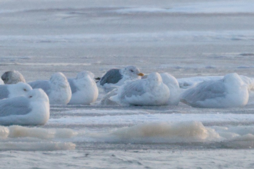 Vega Gull - ML644897751