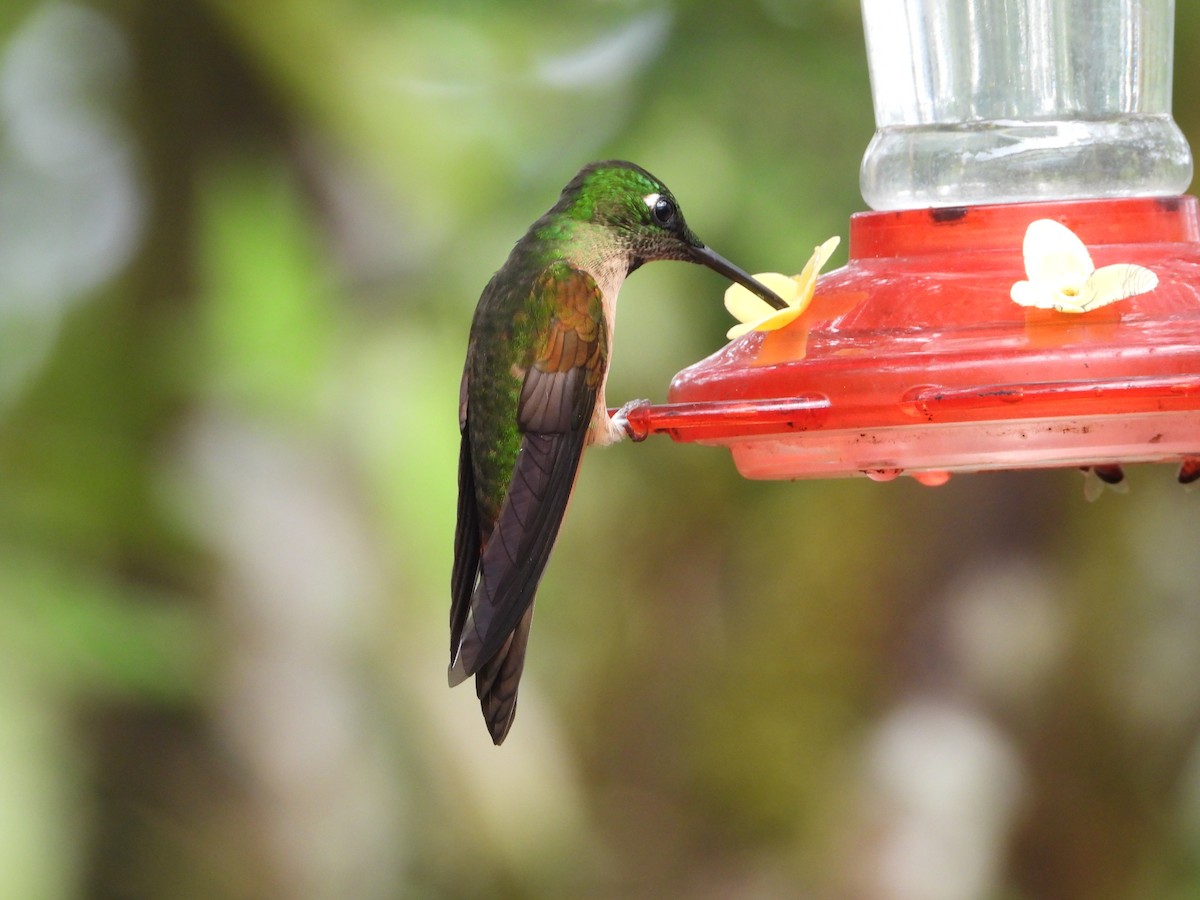 Fawn-breasted Brilliant - ML644897759