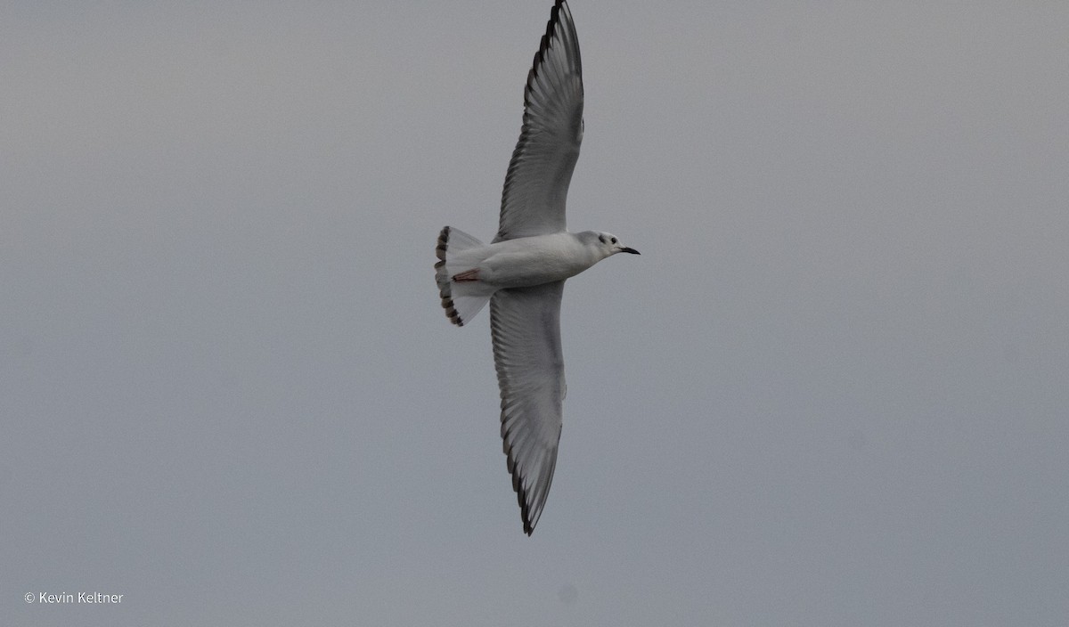 Bonaparte's Gull - ML644897761