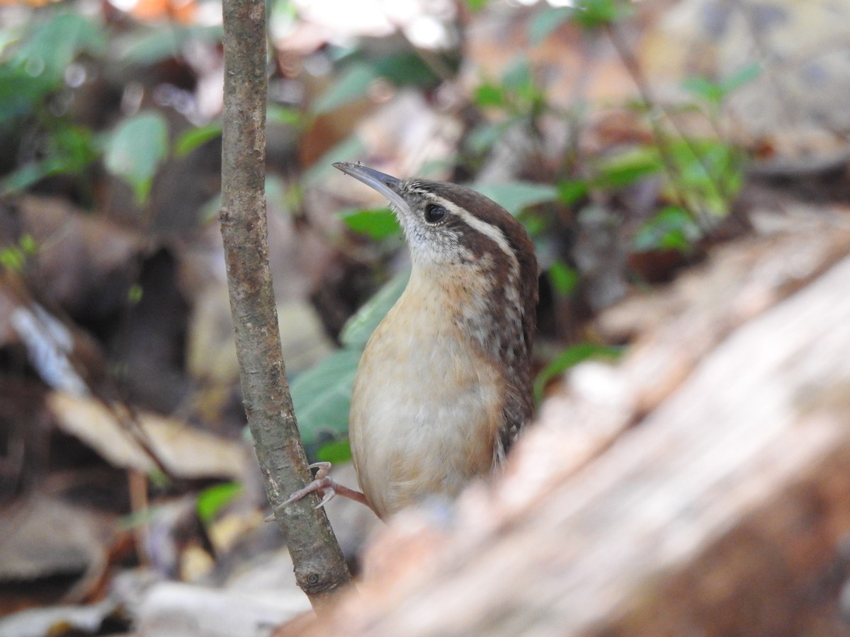 karolinasmett - ML644897765