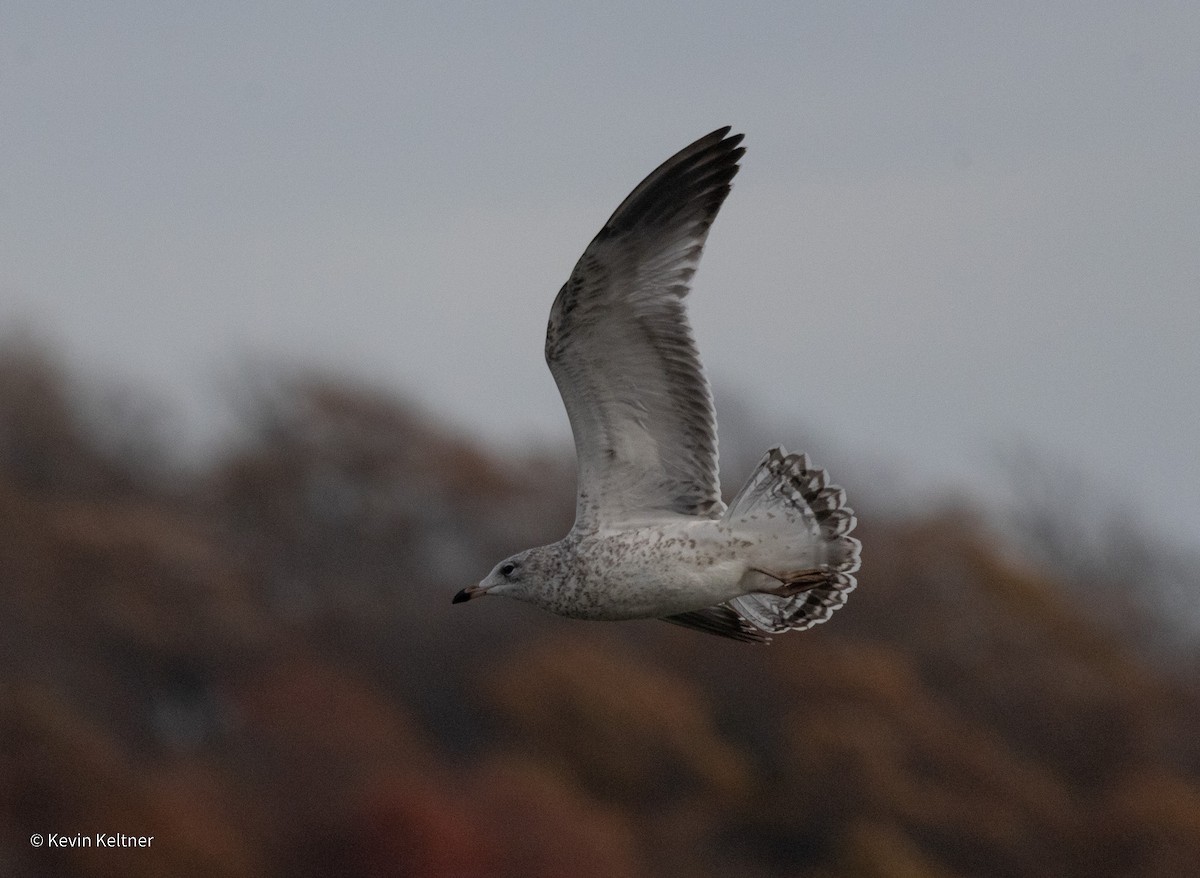 Ring-billed Gull - ML644897766