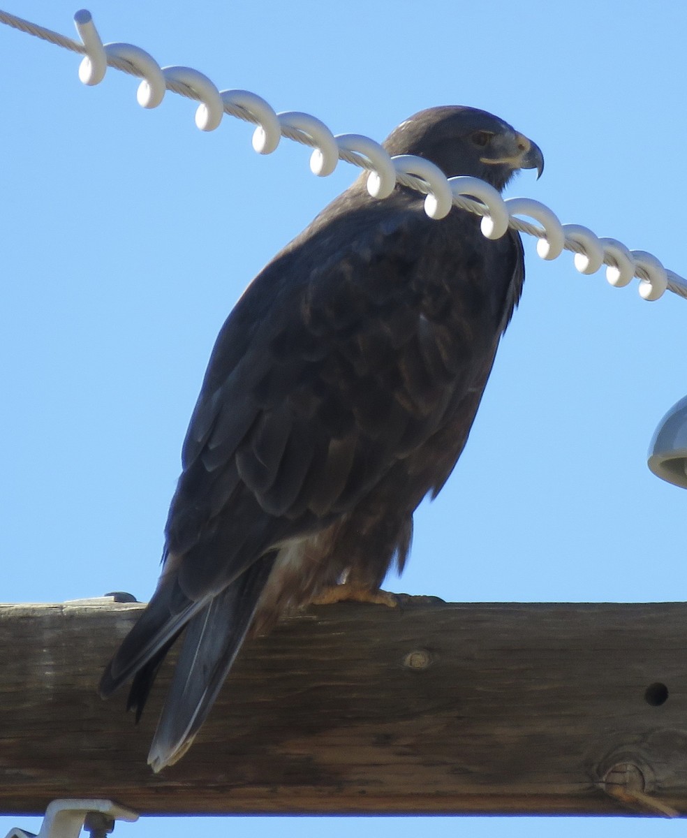 Ferruginous Hawk - ML644897776