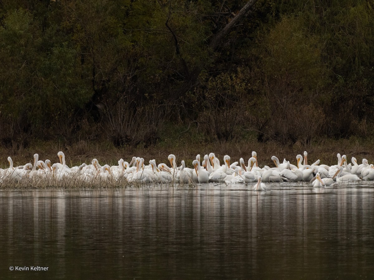 American White Pelican - ML644897780