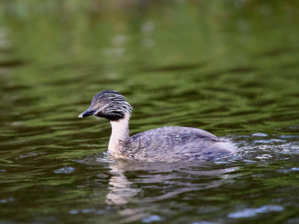 Txilinporta burugrisa - ML644897782