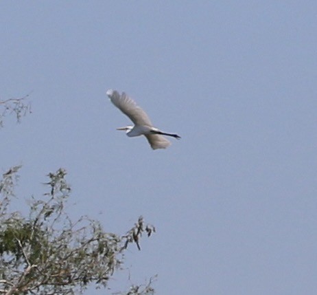 Garceta Grande - ML644897784