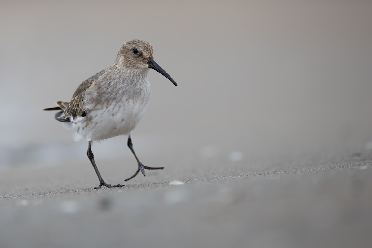 Dunlin - ML644897800