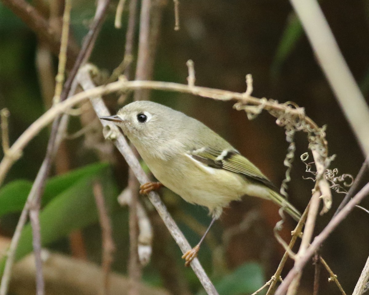 Ruby-crowned Kinglet - ML644897811