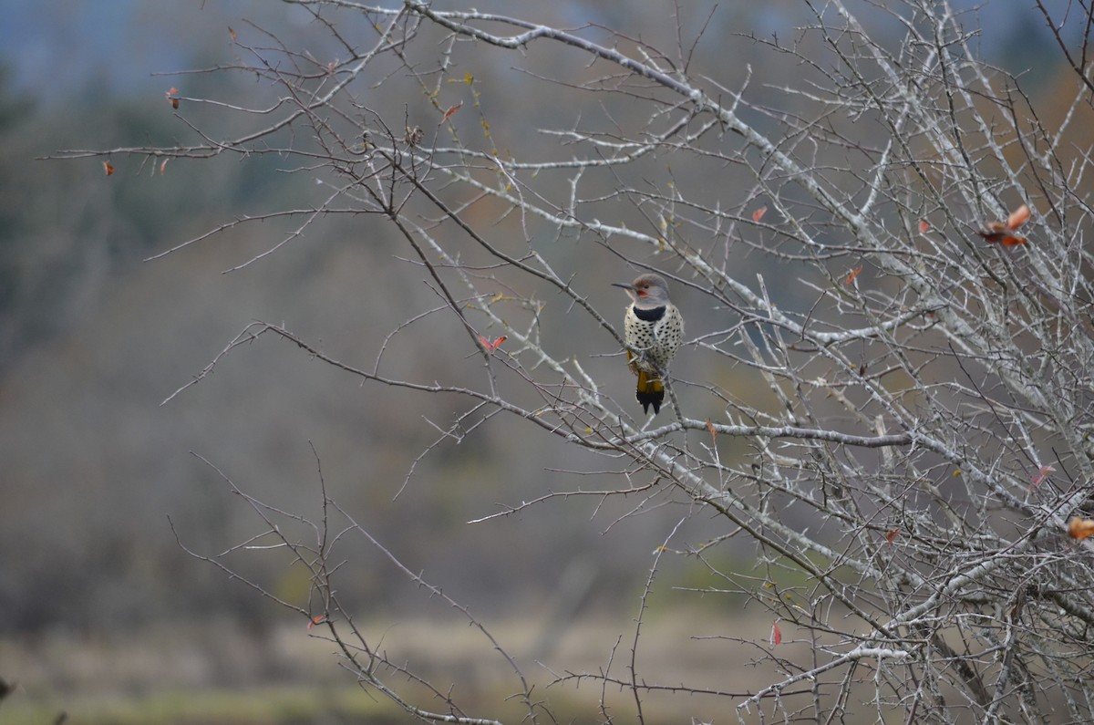Altın Ağaçkakan (luteus x cafer) - ML644897812