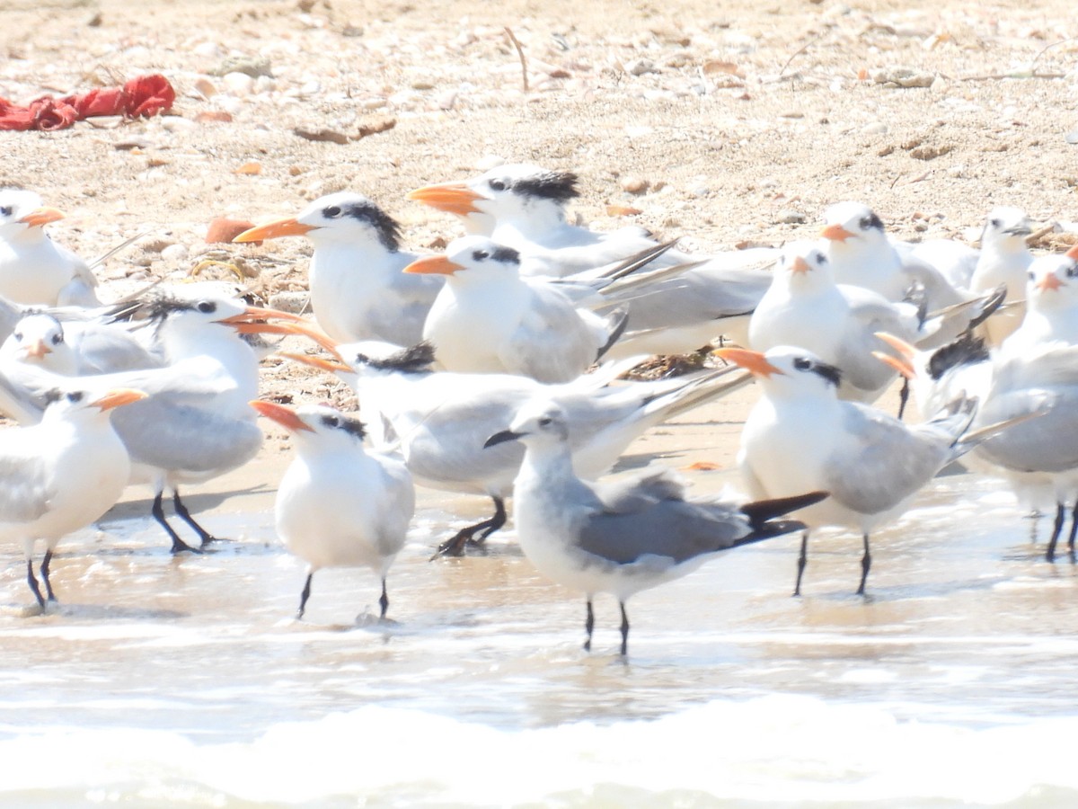 Royal Tern - ML644897815