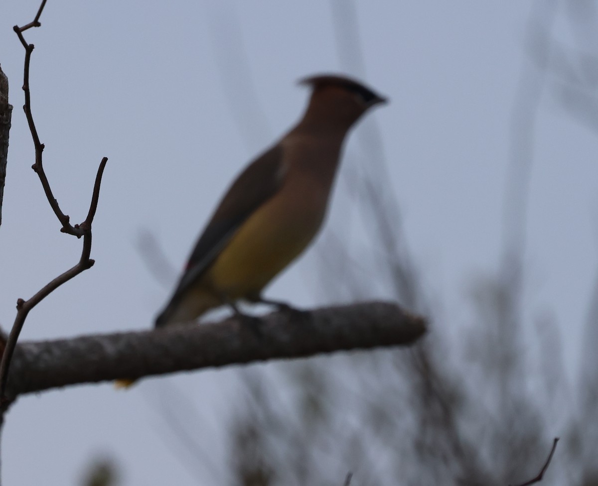 Buztanori amerikarra - ML644897816