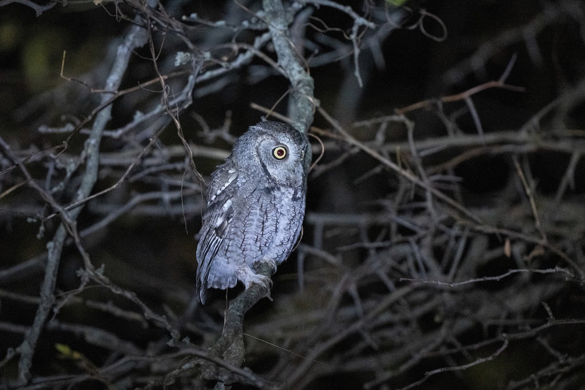 Eastern Screech-Owl - ML644897819