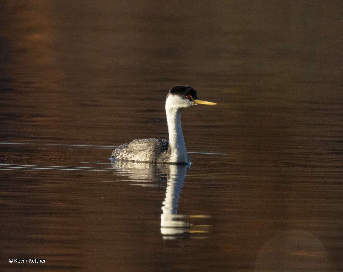 Western Grebe - ML644897822