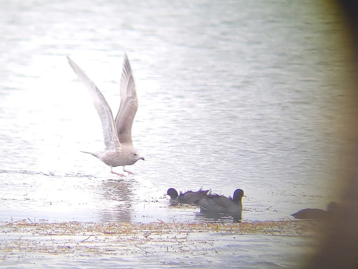 Iceland Gull (Thayer's) - ML644897832