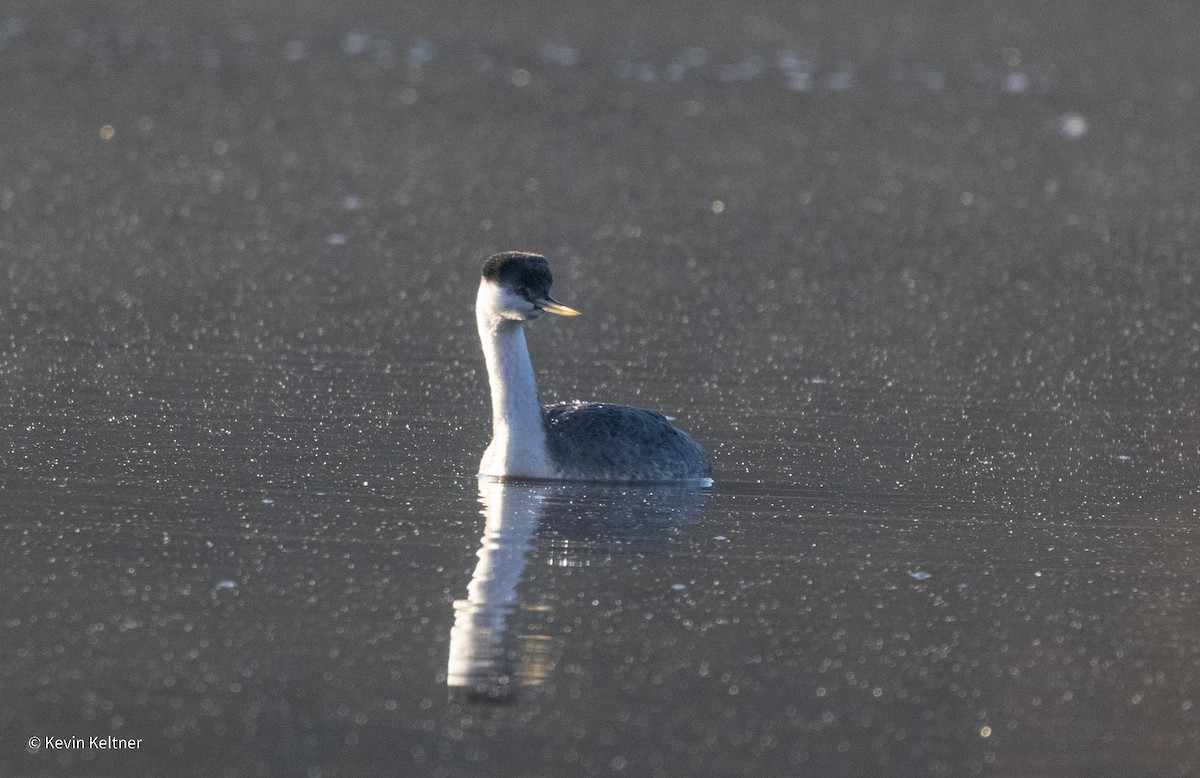 Western Grebe - ML644897834