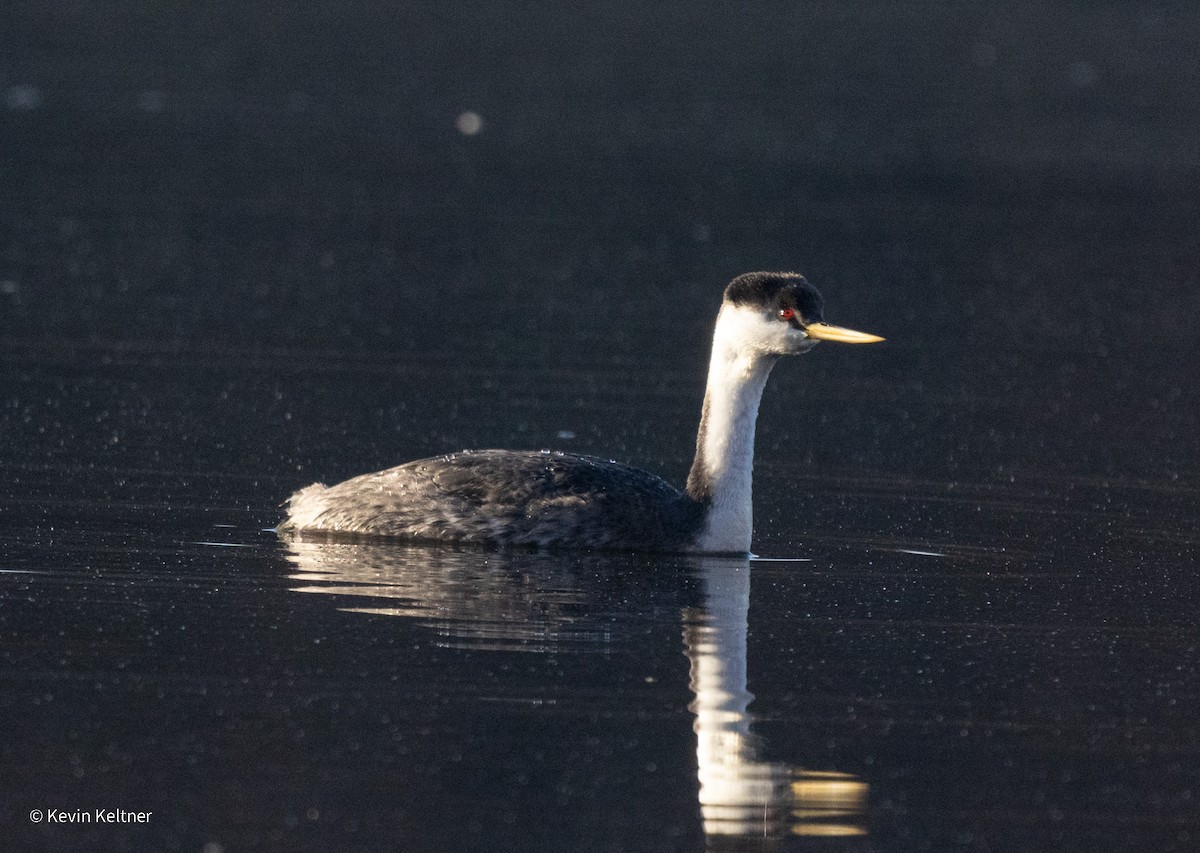 Western Grebe - ML644897836
